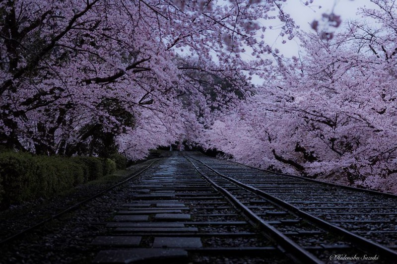 Цветение Сакуры в Японии 2016