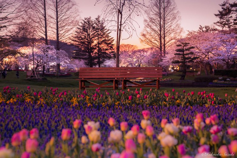 Цветение Сакуры в Японии 2016