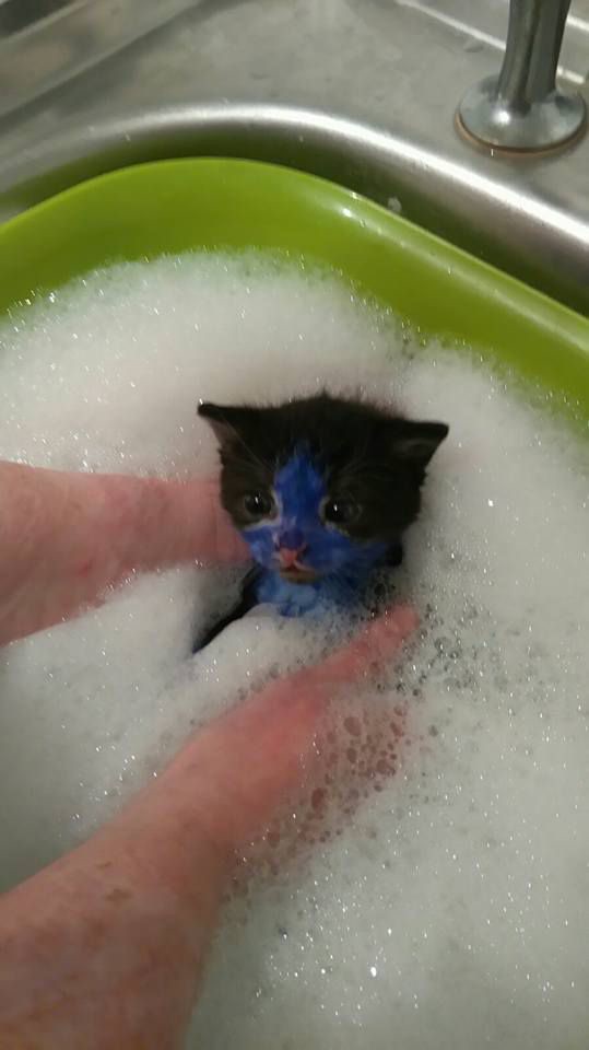 Купание котенка. Кот в ванне. Мытье кота. Кот в пенной ванне. Помытый котенок.