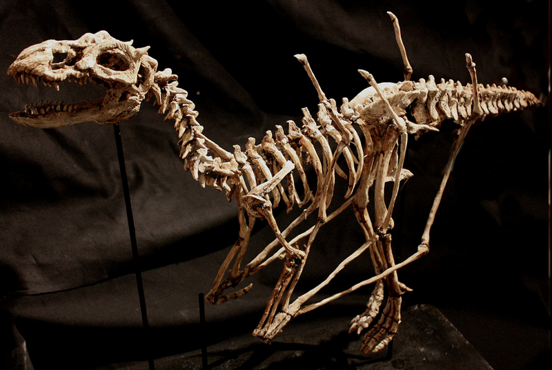 В подвале старого лондонского особняка нашли тела странных существ