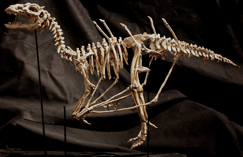 Полный скелет Draco Alatus.