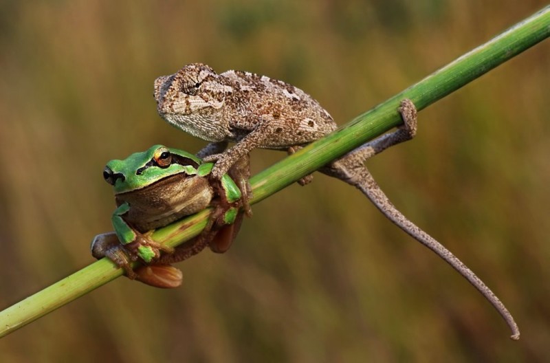 Свободы слова нет нигде: 5 фото, на которых хамелеон затыкает рот лягушке
