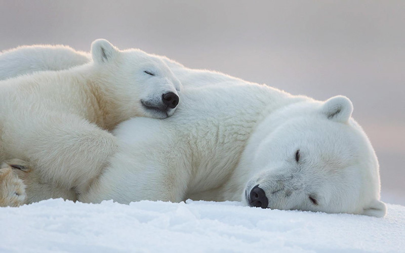 Фото очаровательных белых медвежат