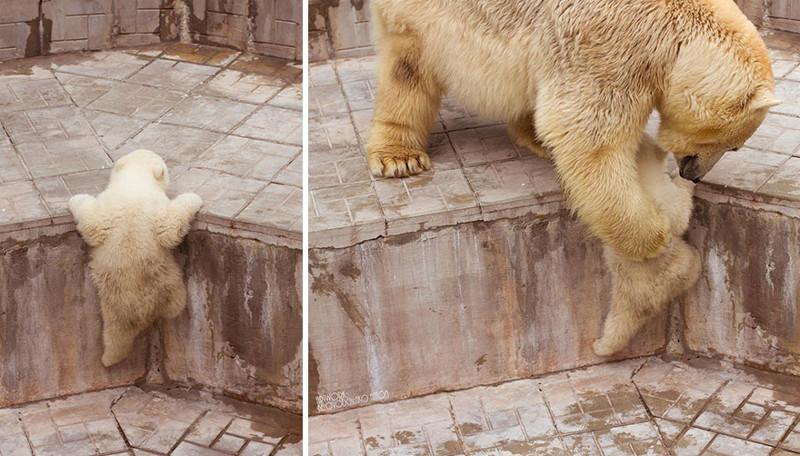 Фото очаровательных белых медвежат