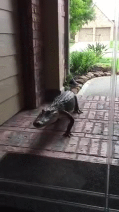 Внезапный гость