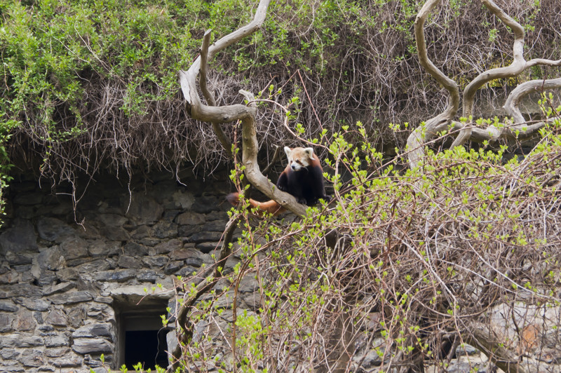 Панда малая