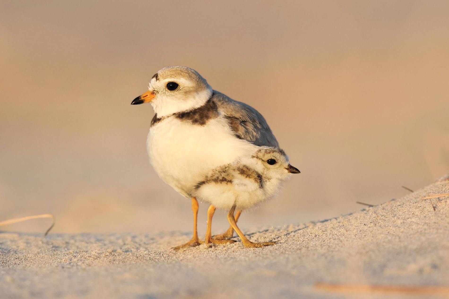 Фотоконкурс Audubon Photography Awards