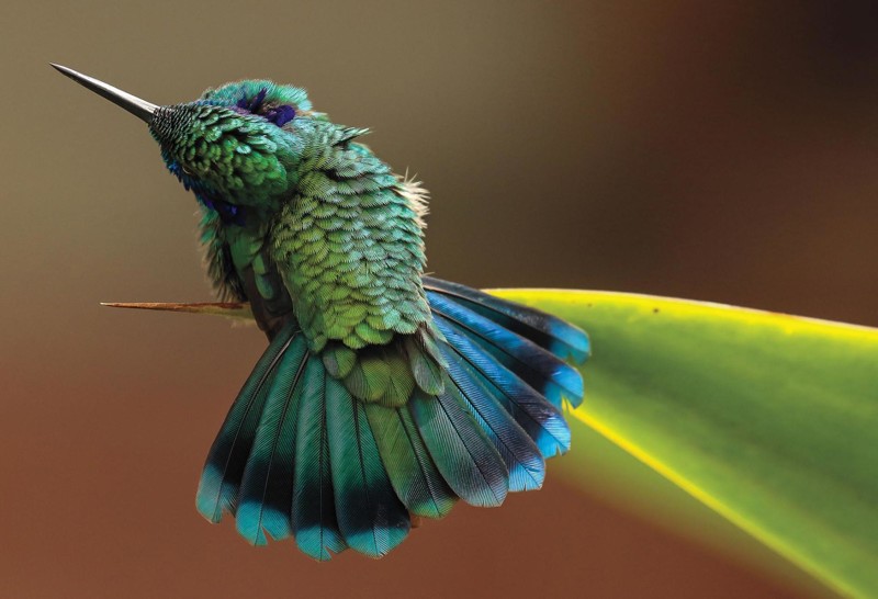 6. Победитель в категории "Изобразительное искусство". Крошечный колибри. Коста-Рика. Фото: Барбара Дрисколл  