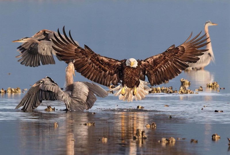 1. Гран-при. Белоголовый орлан и большие голубые цапли. Сибек, США. Фото: Бонни Блок.