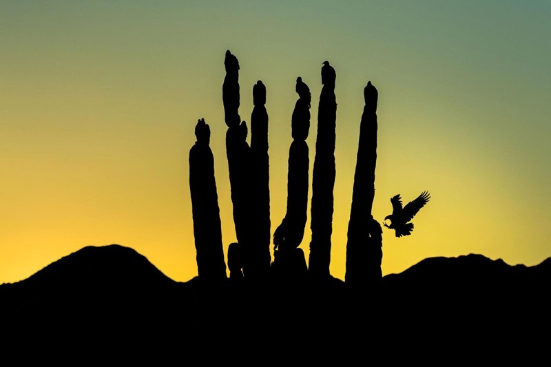 2. Похвальный отзыв в категории "Изобразительное искусство". Грифы-индейки. Нижняя Калифорния, Мексика. Фото: Блэйк Шоу