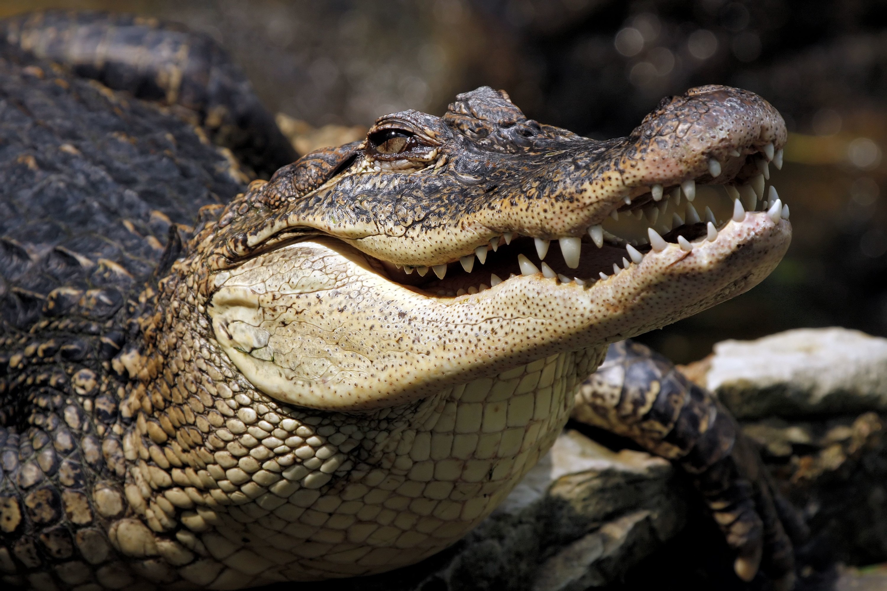 Пресмыкающиеся животные крокодил