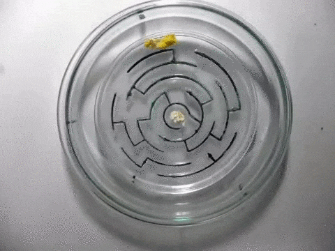 Плесень ищет и находит еду в лабиринте