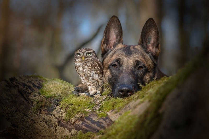 Необычная дружба совы и собаки