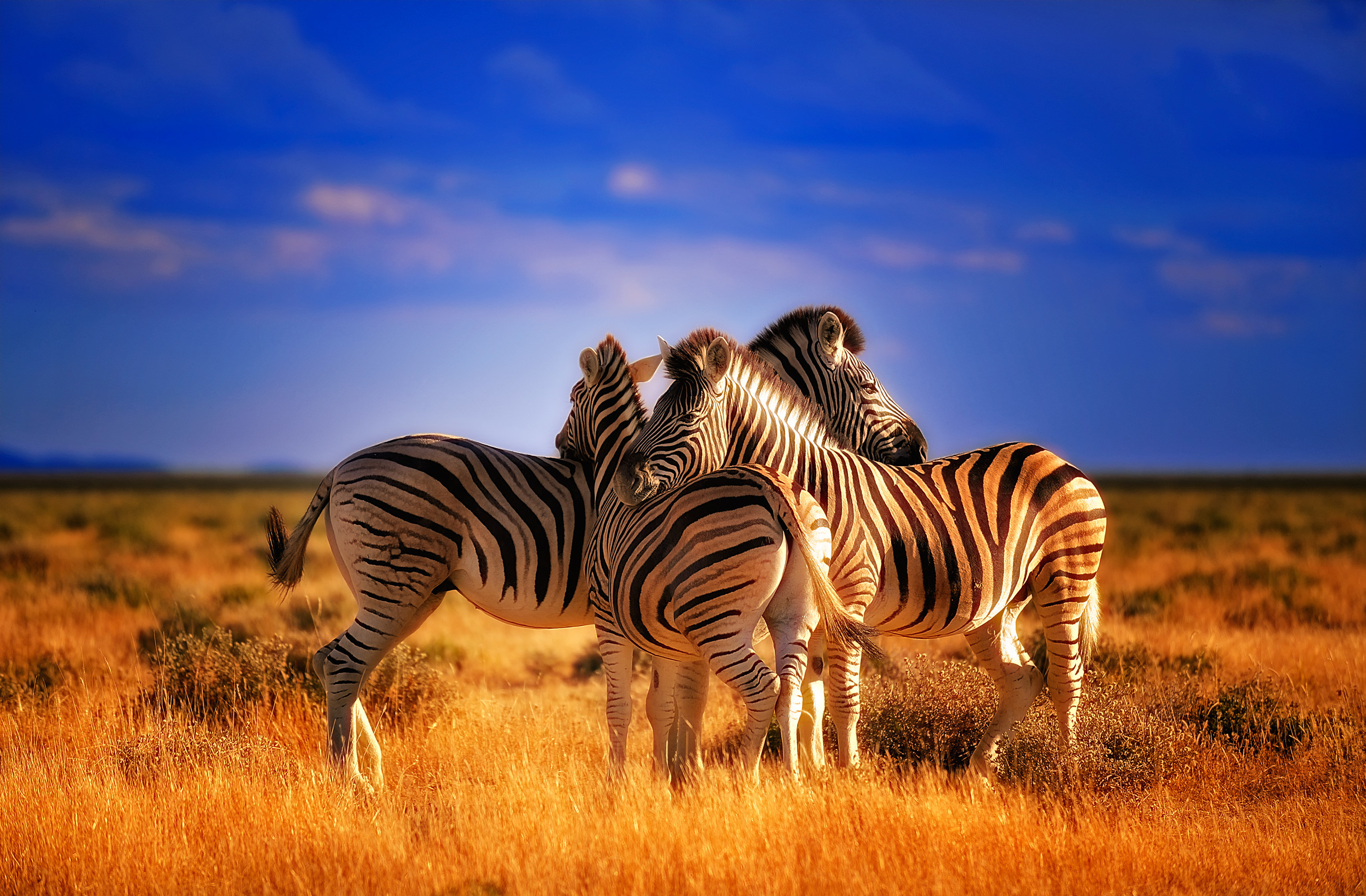 природа животные зебры nature animals Zebra скачать