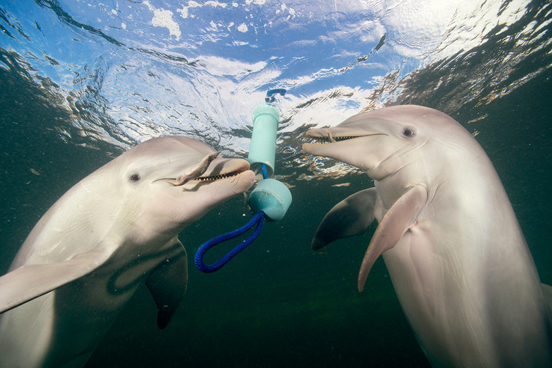 У дельфинов обнаружили зачатки языкового общения