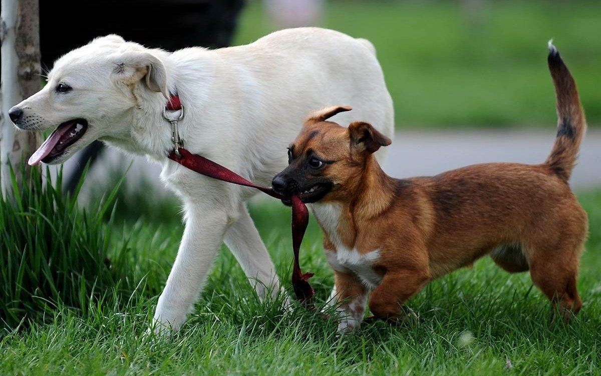 №4: Собаки способны определять присутствие других пород