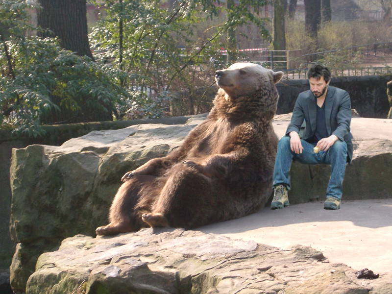 Расслабленный медведь в центре битвы фотошоперов