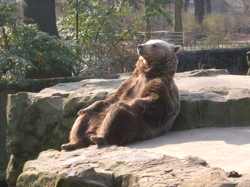 Расслабленный медведь в центре битвы фотошоперов