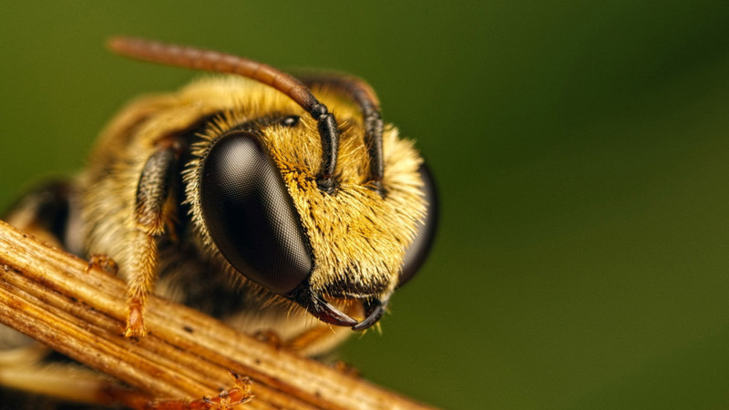 №5: Пчелы могут откатывать возраст своего мозга