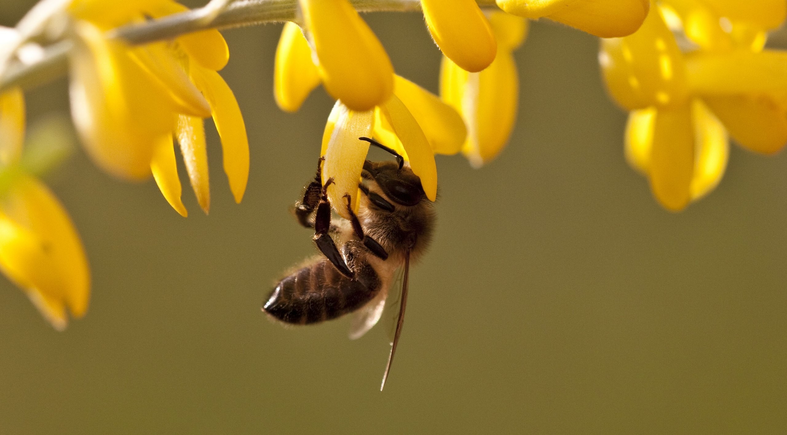 №2: Пчелы могут оказаться умнее вас