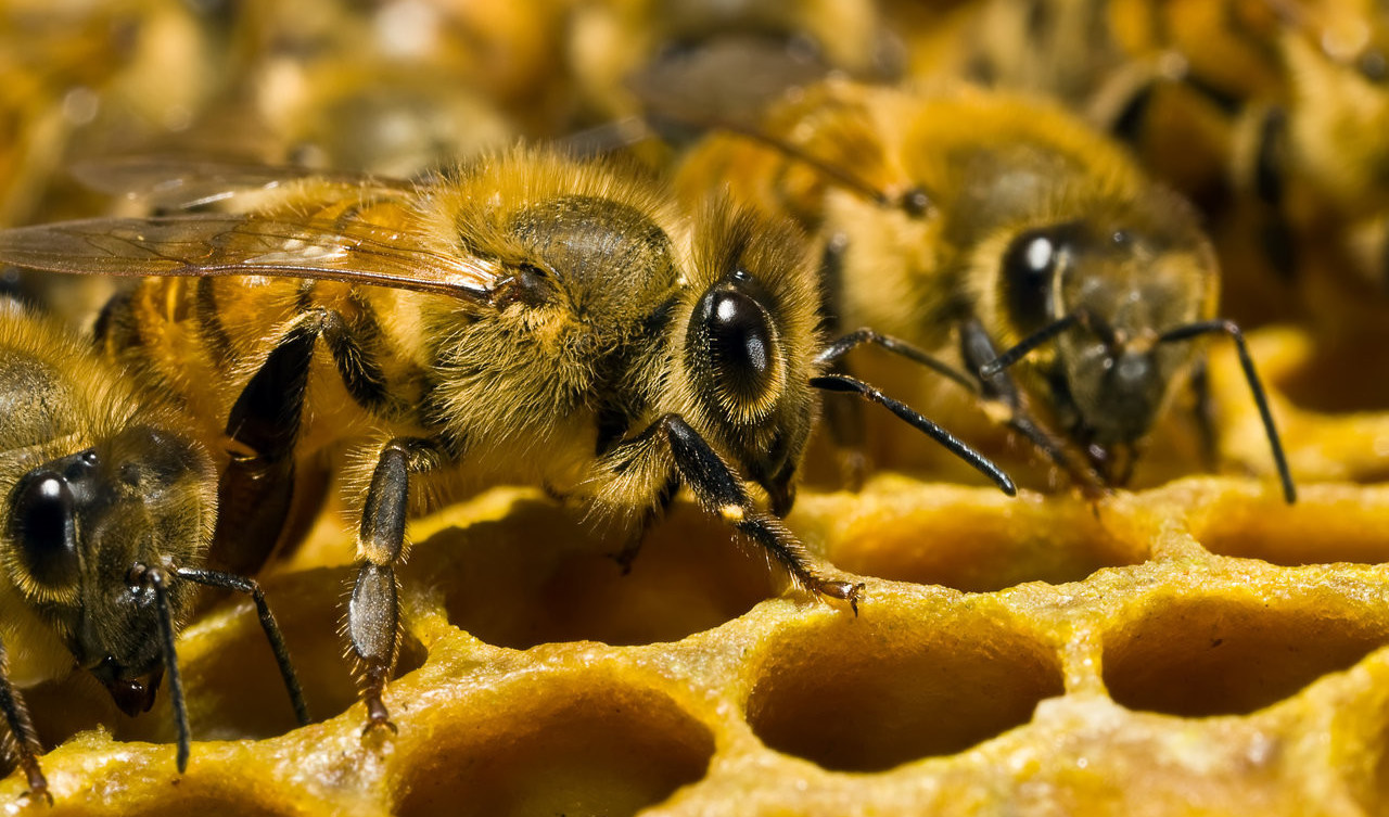 №4: Пчелиный яд поступил на борьбу против СПИДа