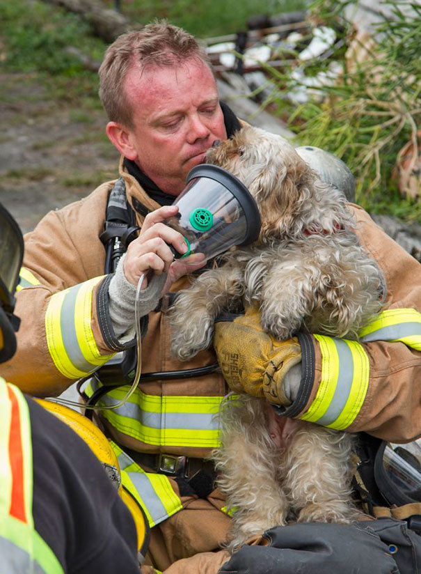 6. Собака, спасенная из огня, выглядывает из кислородной маски, чтобы лизнуть в щеку парамедика Марка Монагана животные, пожарные, пожары