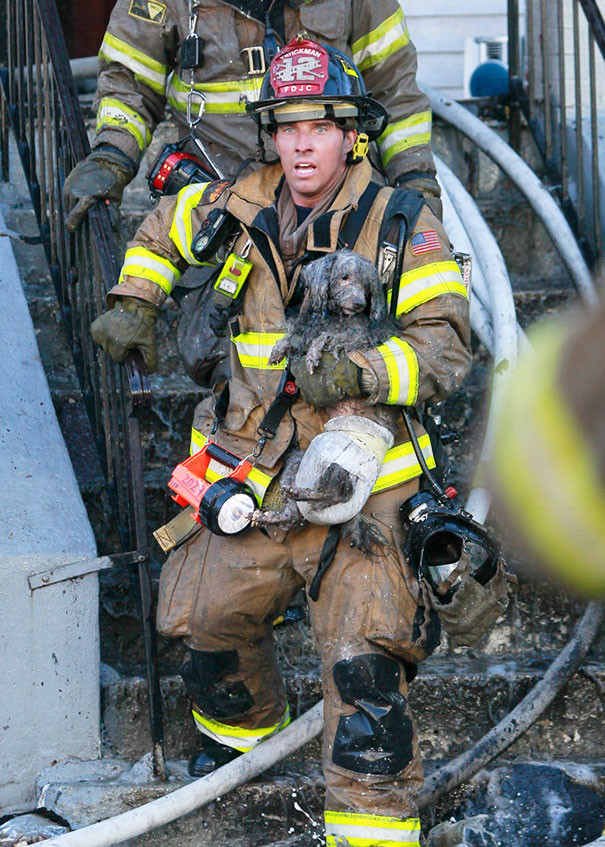 9. Пожарный Рэй Спеллмайер выносит пуделя Джозефа из горящего здания животные, пожарные, пожары