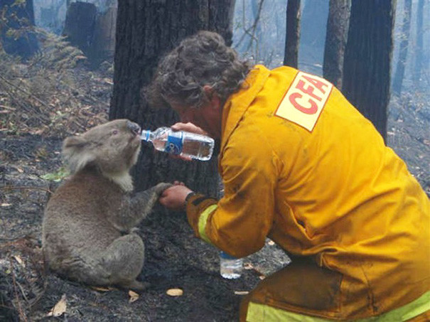 1. Пожарный дает коале Сэму воду животные, пожарные, пожары