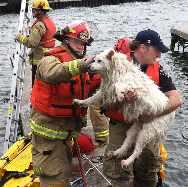 11. Незрячую собаку вытаскивают из озера Онтарио животные, пожарные, пожары