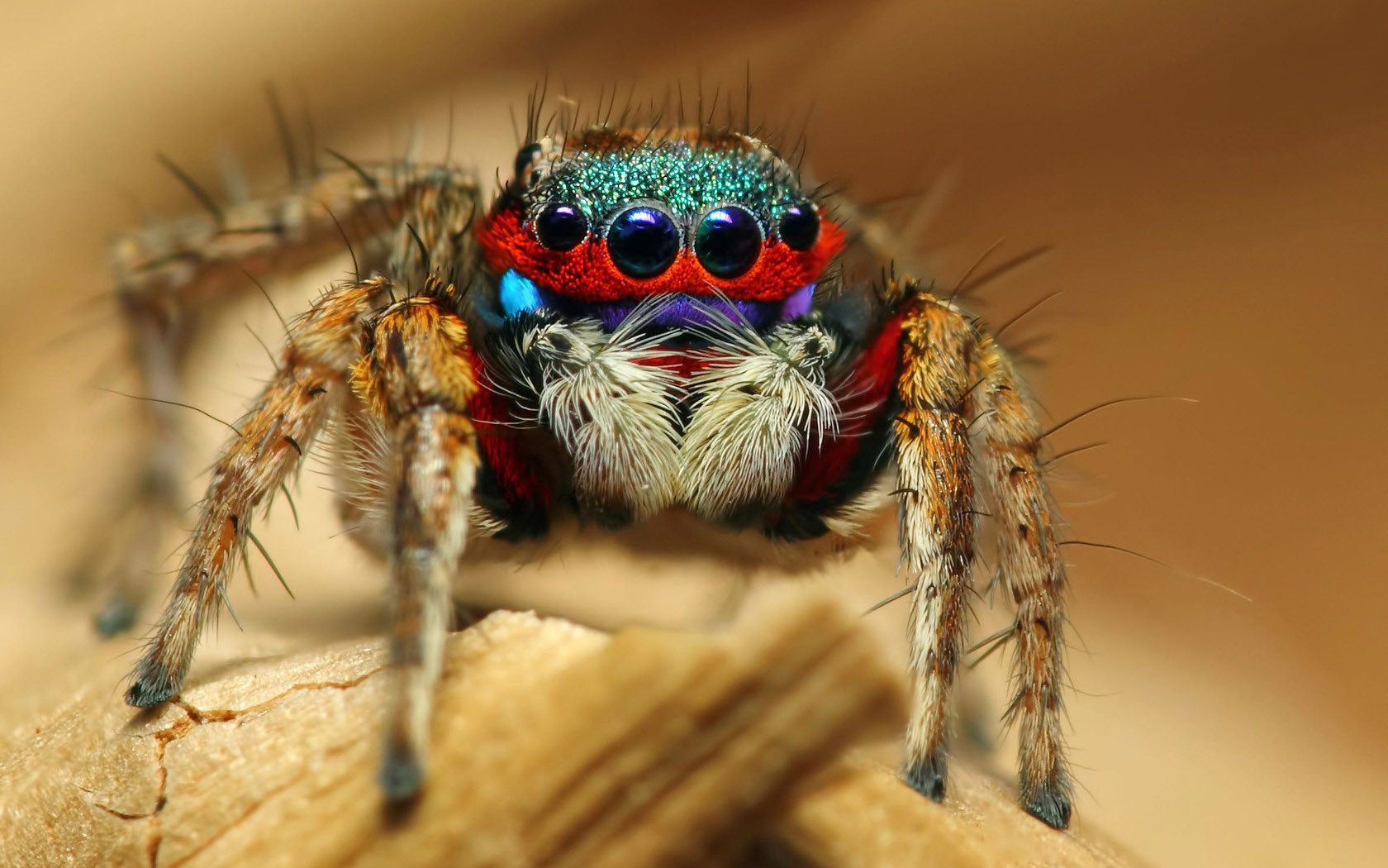 природа животные паук тарантул nature animals spider tarantula бесплатно