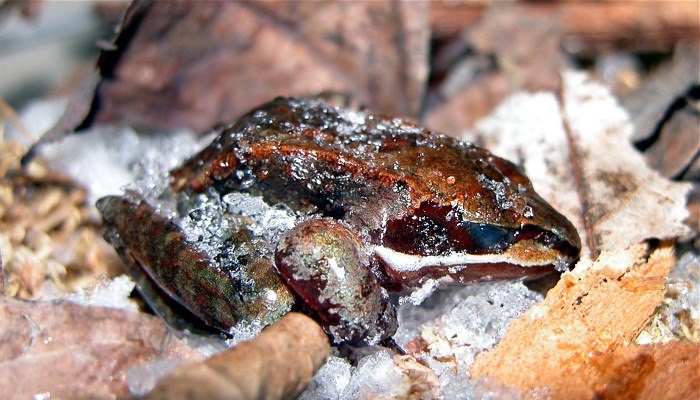 №1: Арктические лягушки переживают зиму с помощью сахара