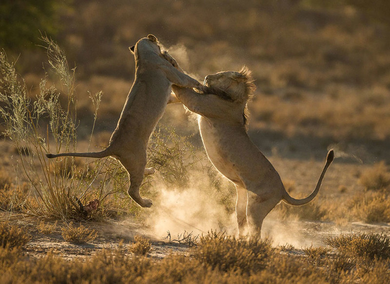 36. Момент столкновения, Трансграничный Национальный Парк Кгалагади, ЮАР