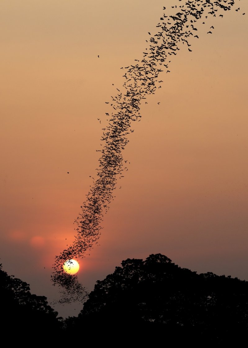 Колония летучих мышей на фоне заката 