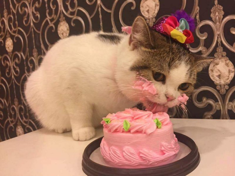 День рождения кота 
