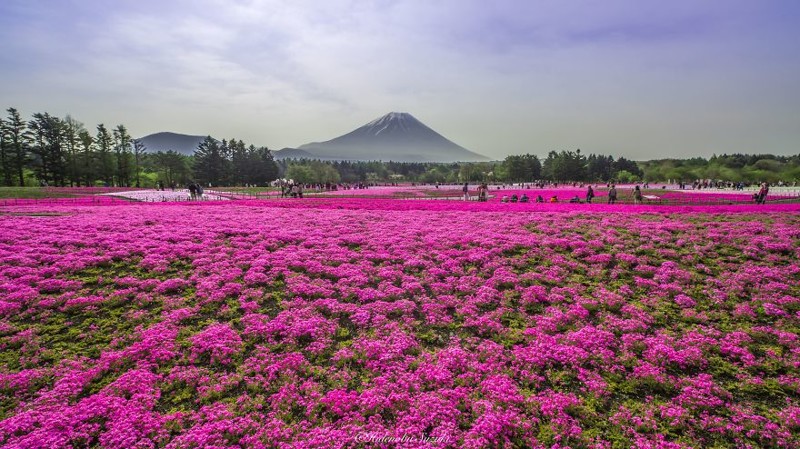 4,5 миллиона немофил на полях Хитачи-парка в Японии 