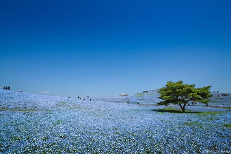 4,5 миллиона немофил на полях Хитачи-парка в Японии 