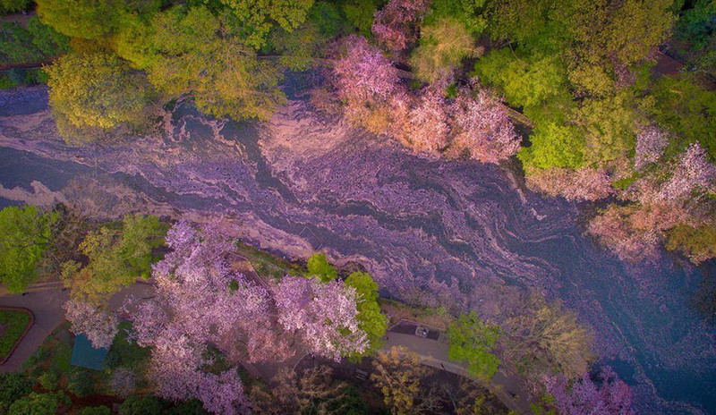 Розовое озеро в цветении сакуры: весенняя красота околдовала Токио