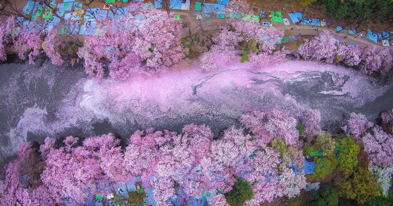 Розовое озеро в цветении сакуры: весенняя красота околдовала Токио