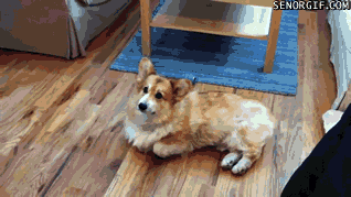 "В плохую погоду гулять не пойду"