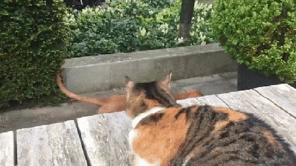 Кот защищает собаку
