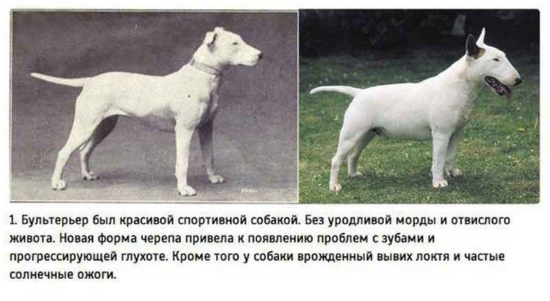 Бультерер, был когда-то очень красивой собакой, теперь это машина для убийства, сохранившая свой ласковый характер только для хозяина.