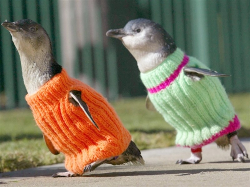 Милейшие пингвинчики чтобы не замёрзнуть надели свитера.