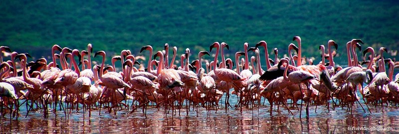 Где живет больше всего розовых фламинго