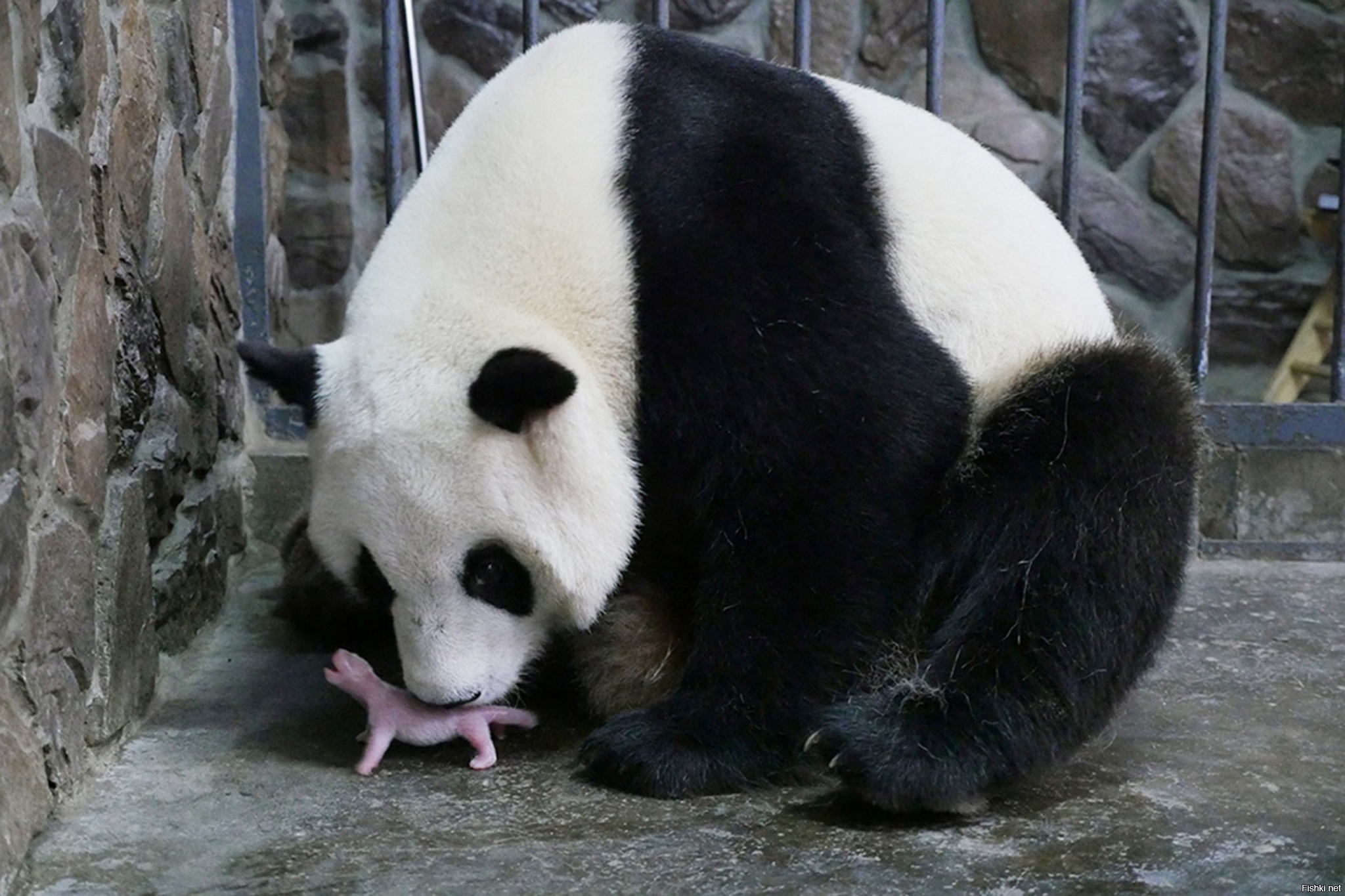 За поведением панды во время кормления. Большая Панда с детенышем. Детёныш панды новорожденный. Большая Панда новорожденный. Гигантская Панда.