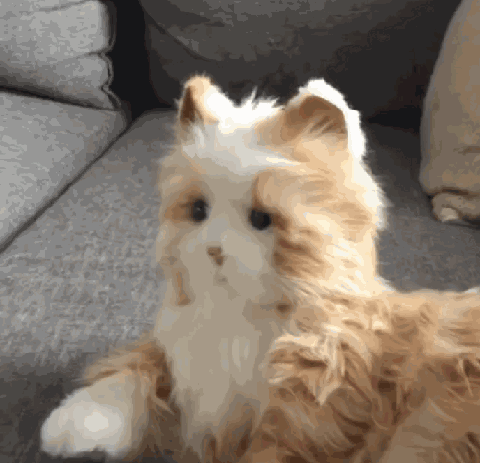 Кот в недоумении