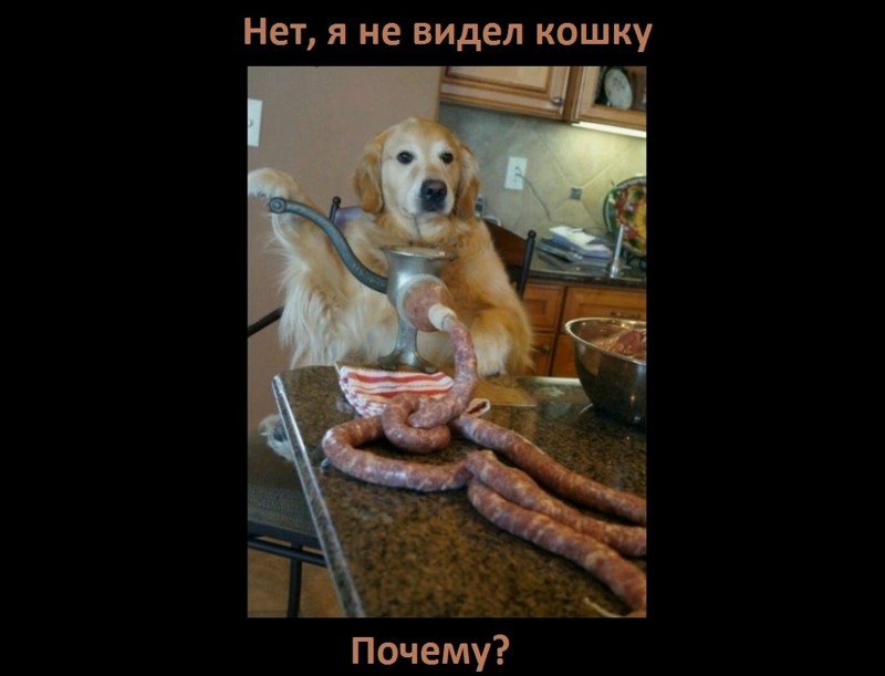 Вы видели кошку?