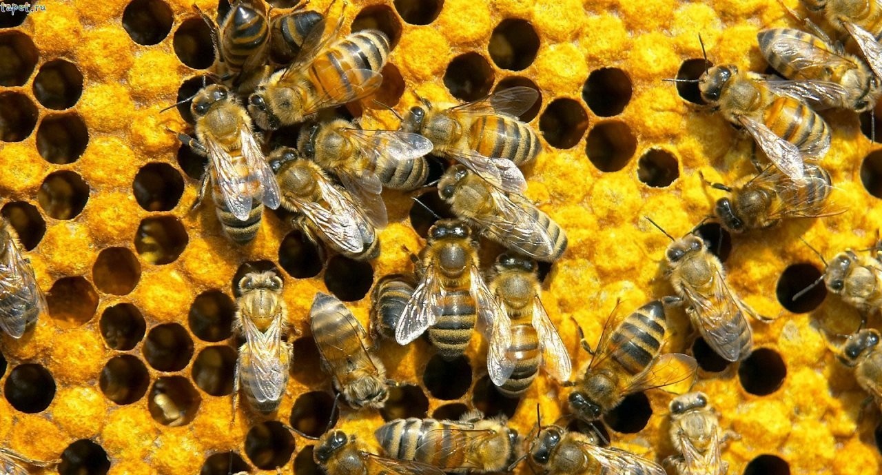 №4: Рабочие пчелы совсем как сотрудники офисов