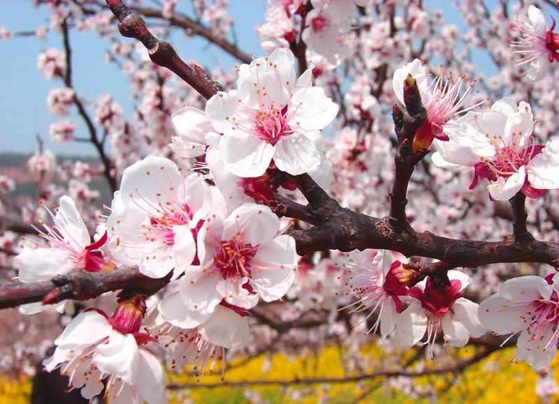 Абрикос дерево фото цветет