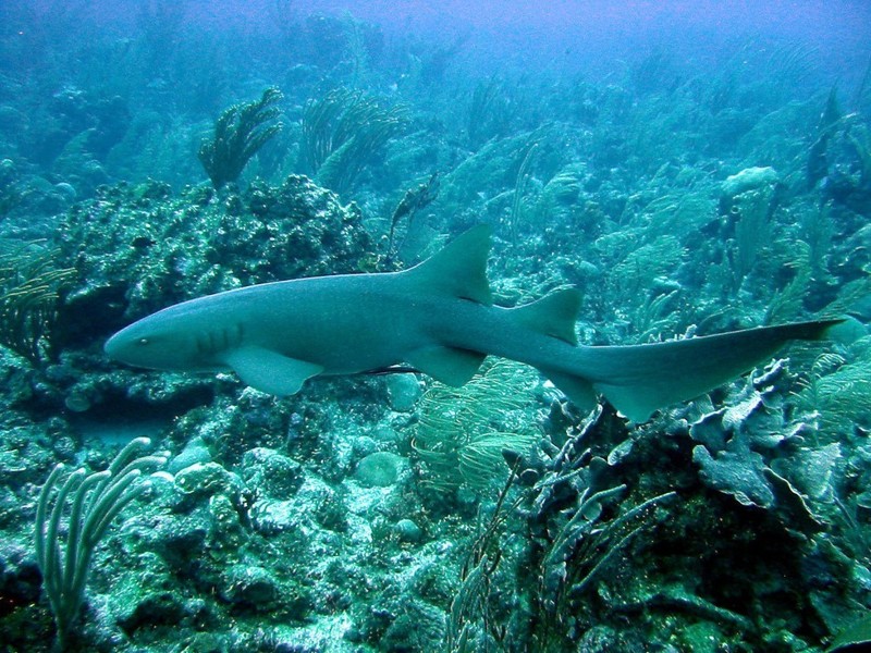 По данным международной организации International Shark Attack File, в 2015 году зафиксировано 98 случаев неспровоцированного нападения акул на людей