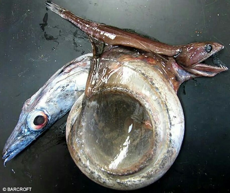 15. Рыба «Черный живоглот» может съесть добычу в 10 раз крупнее себя: